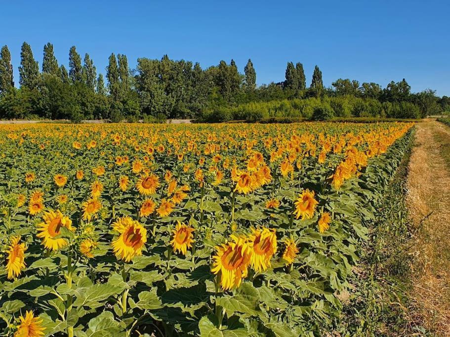 L'Ardeche En Provence Avec Jardin Ombrage Villa Pont-Saint-Esprit Eksteriør bilde
